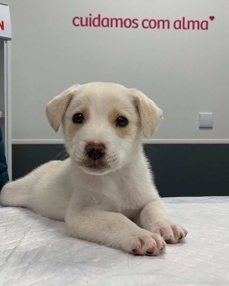 Carlosmmf1973's tweet photo. Para adoção. 
Foi abandonado na beira da estrada. Tem cerca de 2 meses e para 2,5 kg. Vai ser de porte médio. 
Entrego a quem quiser cuidar e amar.
Já foi ao veterinário e está tudo bem. Está desparasitado e vai receber as vacinas na próxima semana. Partilhem até mais não, sff https://t.co/qZcXgiddib