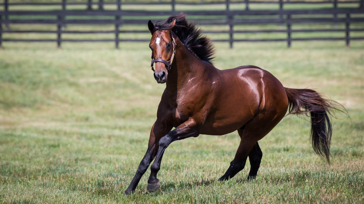 Adena Springs Farm tweet media