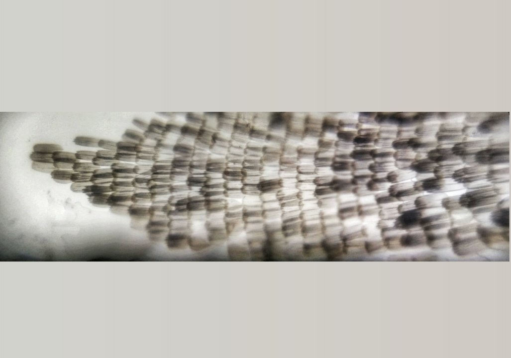 Edurafi's tweet photo. Few more photos. 1st one is wing, 2nd n 3rd is proboscis at 10x magnification. #microscopy #science #scicomm #sciencetwitter https://t.co/rpWzKIjvJD