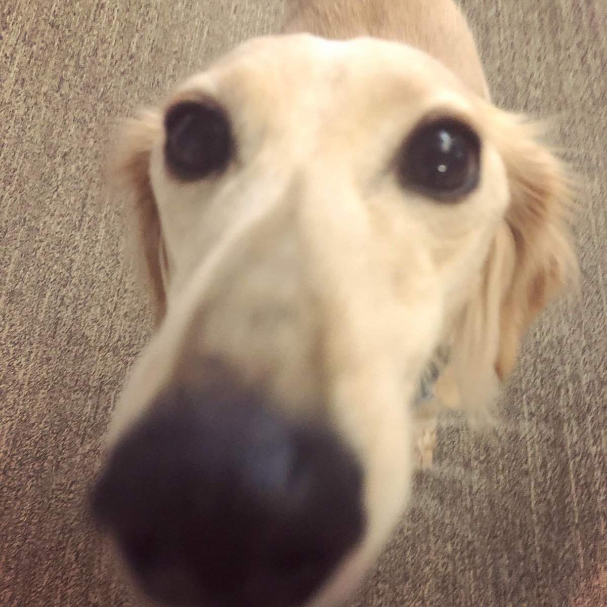 Boop commencing in 3,2,1... #officedogs