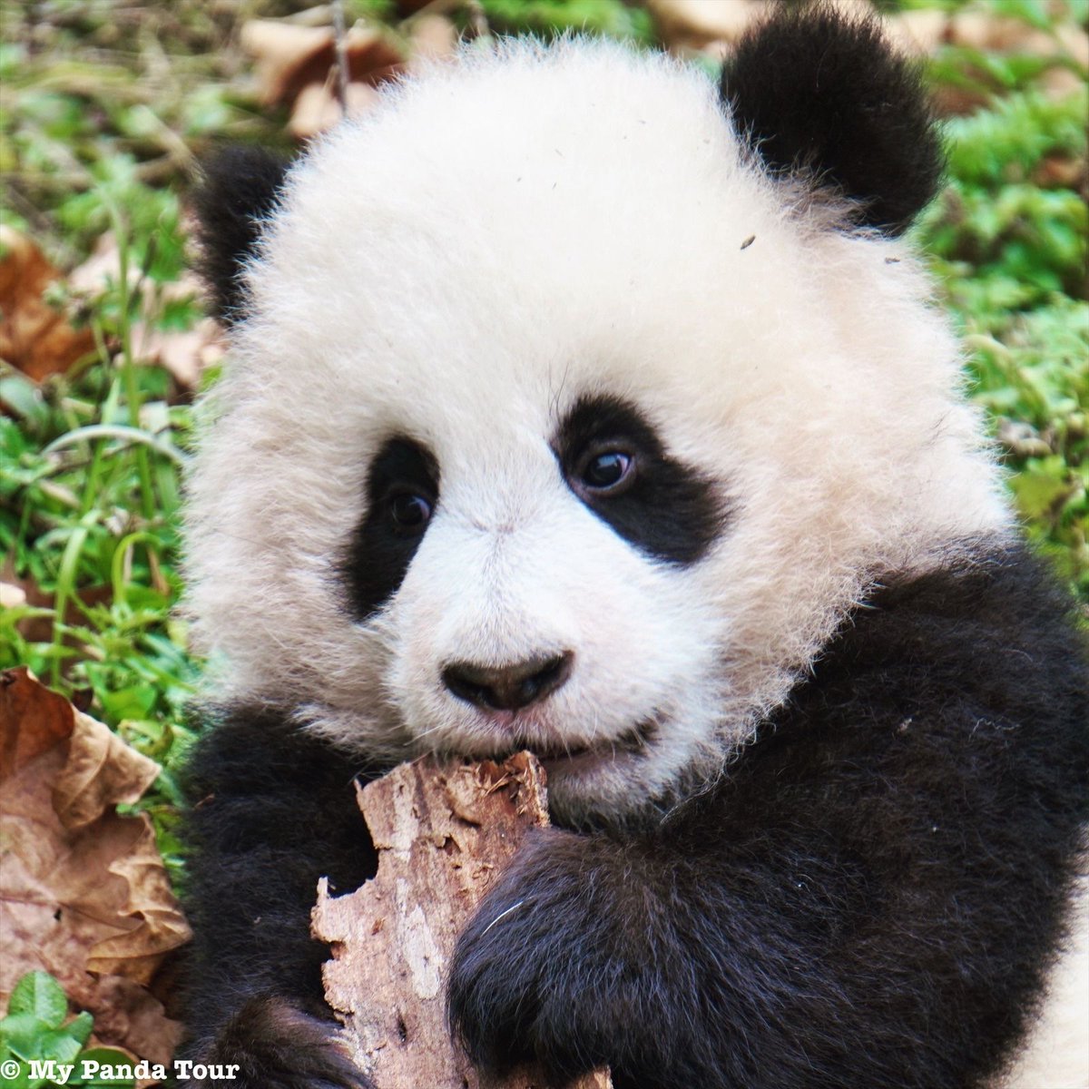 🐼: I need bark to grind my teeth.🦷

#pandacub #パンダ #teethingbaby #fluffy #balckandwhite #mypandatours #tbt