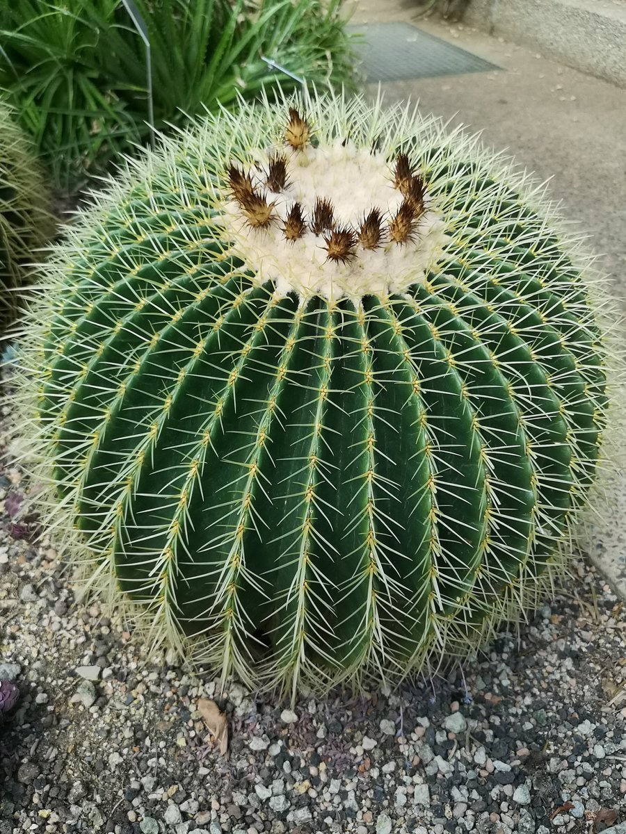 Ben_Alden_'s tweet image. Exploring the flora at the botanic gardens in Bern on Saturday - saw the most perfectly formed cactus!
#springwalks #weekendsun
