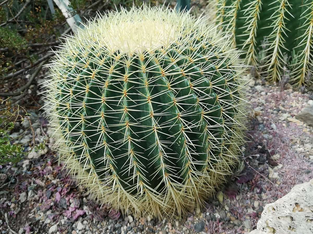 Exploring the flora at the botanic gardens in Bern on Saturday - saw the most perfectly formed cactus!
#springwalks #weekendsun