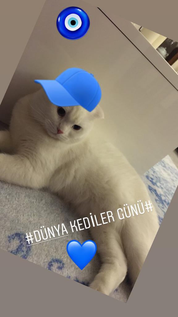 #DünyaKedilerGünü