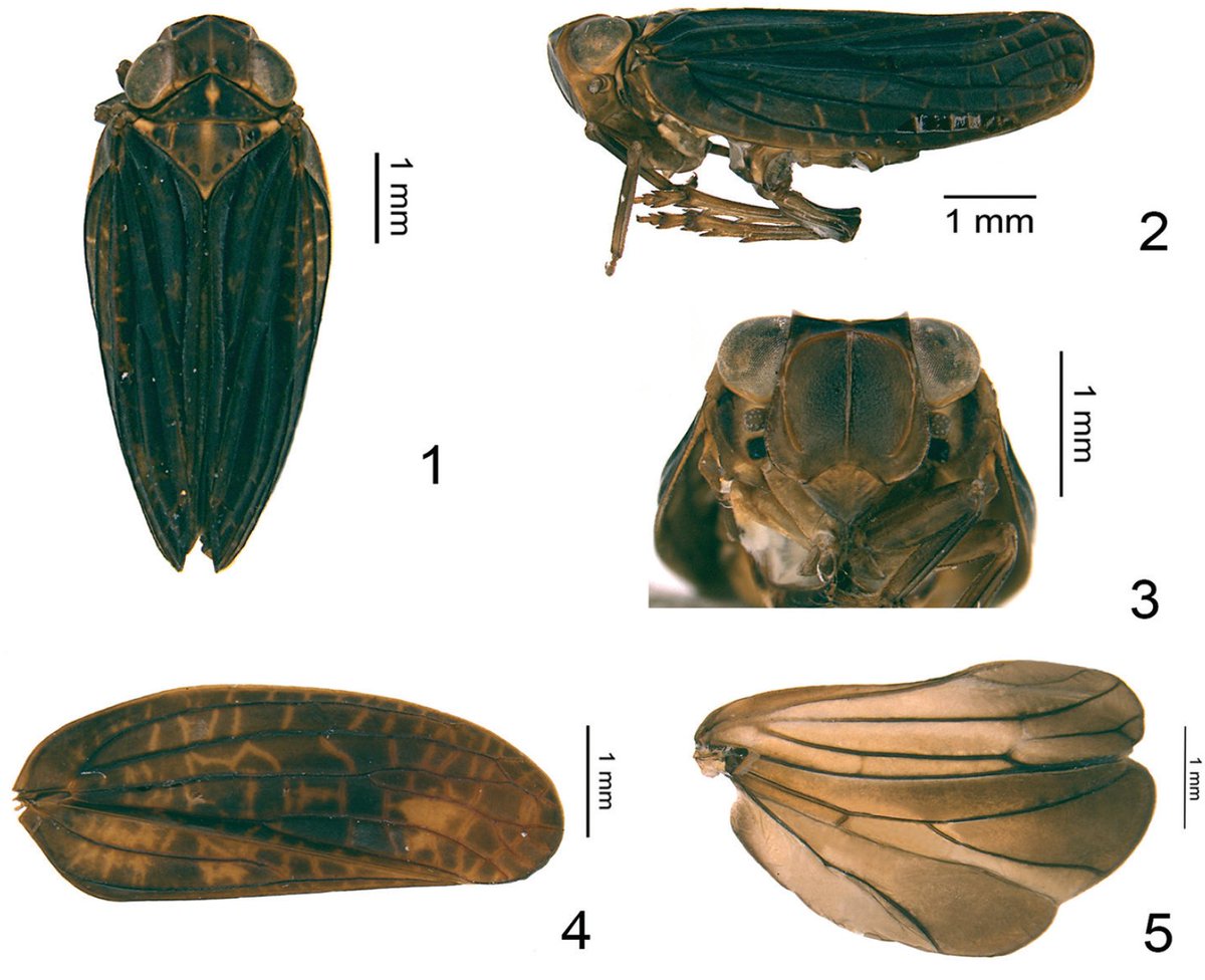 thibritb's tweet photo. Just issued: A new genus of #planthopper #Issidae #Sarimini with a phylogenetic analysis of the tribe allow to better clarify the morphological characteristics of the taxon (Pdf: https://t.co/dZduFa4hA2) https://t.co/RihGGxMX7H