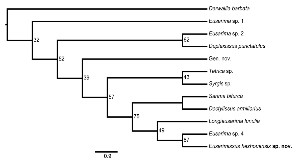 thibritb's tweet photo. Just issued: A new genus of #planthopper #Issidae #Sarimini with a phylogenetic analysis of the tribe allow to better clarify the morphological characteristics of the taxon (Pdf: https://t.co/dZduFa4hA2) https://t.co/RihGGxMX7H