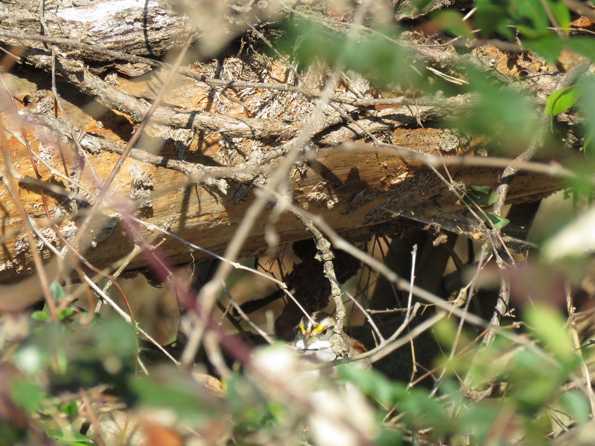 Sometimes focus isn’t enough. (White-throated Sparrow, Zonotrichia albicollis) #worstbirdpic #findthebird #realbirding