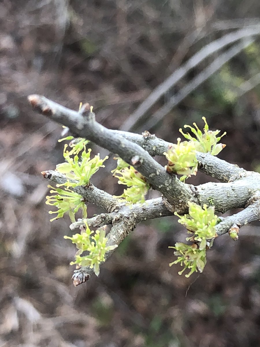 MrSparksFCE's tweet photo. More nature photos from @WildflowerCtr during todayโs @LME_Lions Professional Development. #LMELearns https://t.co/E2kfIXuIoQ