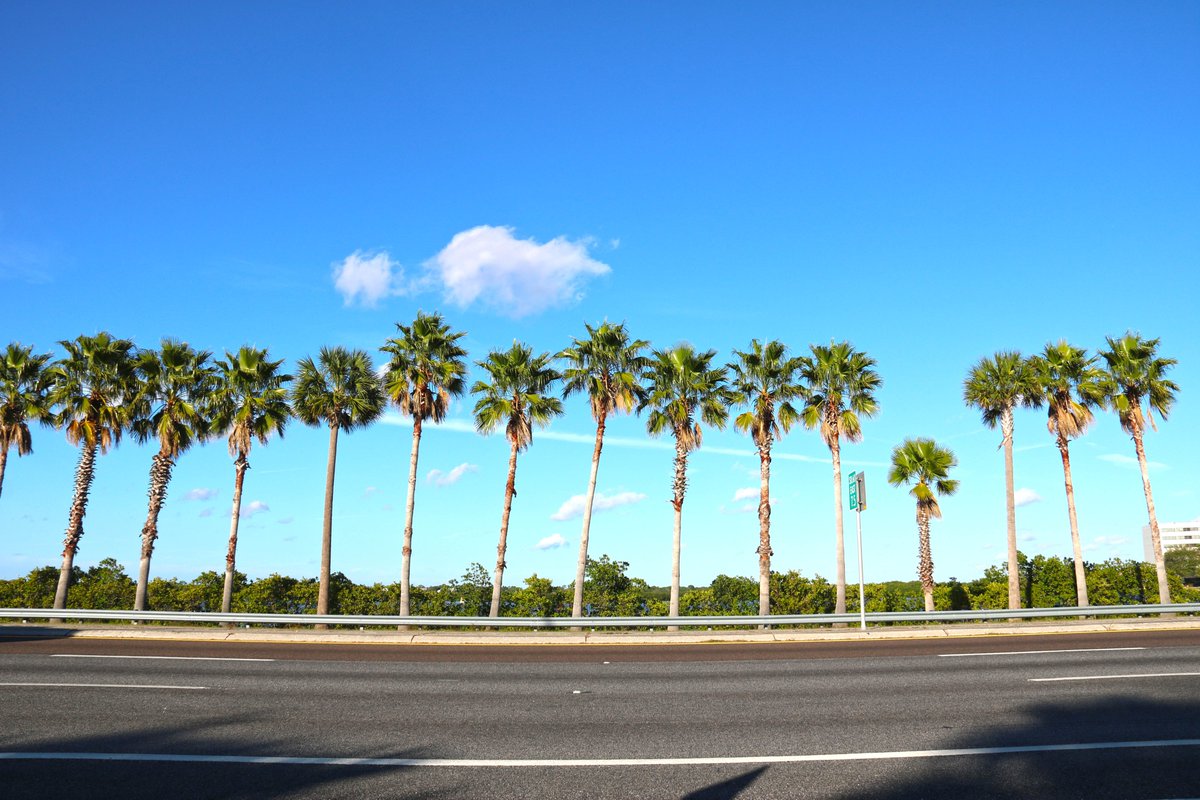 Getting our palm trees in a row this Monday like... 🌴🌴🌴👀
