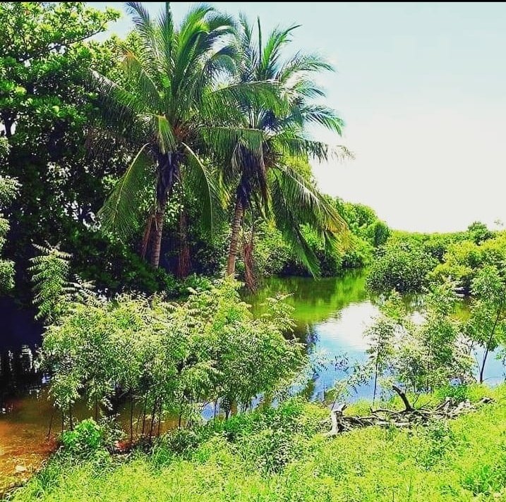 Ahmett_Dahir's tweet photo. Halkani waa waa magaalo madaxda gobolka hiiraan #BALADWEYN waa dhul beereed kuwanaagsan beerashada iyo dalxiiska 
Markii ugu horeysay oo aan arko waxaan mooday goobaha dalxiiska wadamada hormaray
@geerisuge
@HFaatix https://t.co/4brlD9EOoK