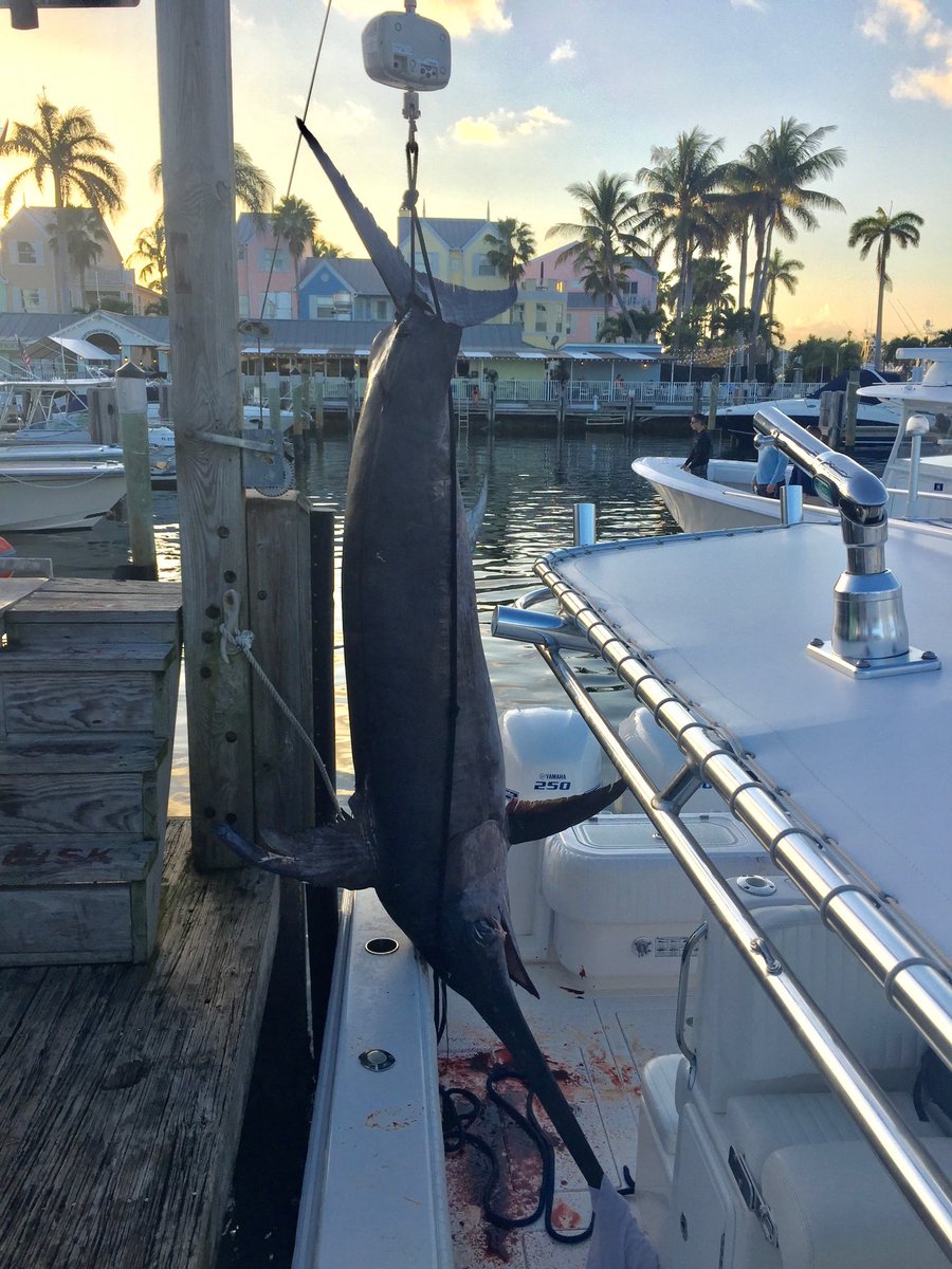 morsecode's tweet photo. DID YOU KNOW: Alex Avila reeled in a 586lb Swordfish in Dec. 2016. It took him 3 1/2 hrs to bring in.

The fish dragged him 10 miles from where he hooked it in the Atlantic Ocean. #MNTwins https://t.co/9kdH2l8pW4
