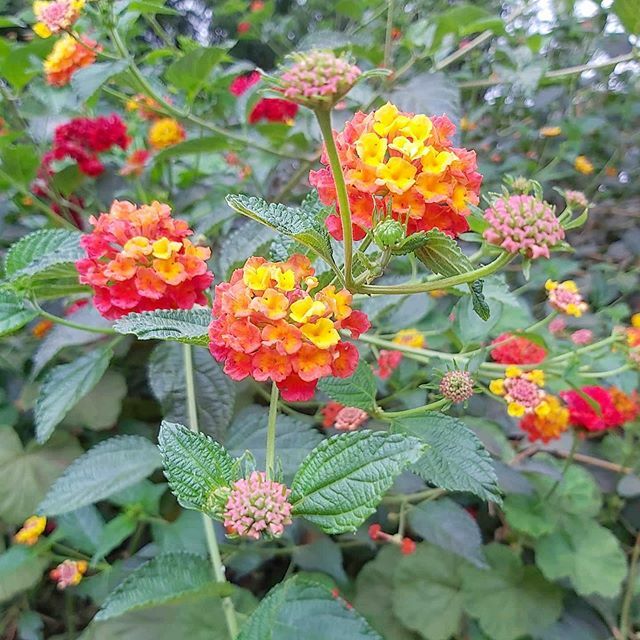 losagapantos's tweet photo. #LANTANA ❤ también conocida como banderita española 🇪🇦 Este maravilloso arbusto es una gran opción para cerco vivo, ya que adquiere un gran volumen rápidamente, es resistente a la sequía y sus hojas tienen pequeñas espinas que le impiden el paso a cu… https://t.co/feHYS2BR92 https://t.co/DxKZmP8zo7
