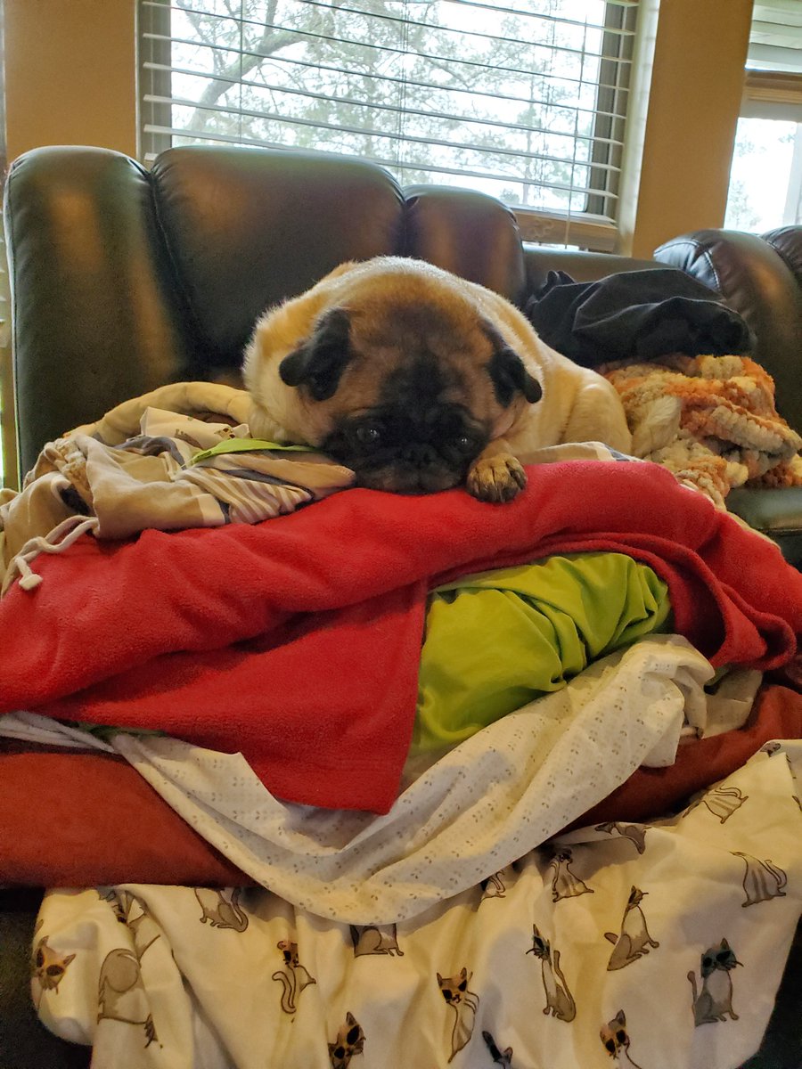 DavidSt39213342's tweet photo. Queen of the mountain. #pug #pugs  #dogsoftwitter #MondayMotivation #dogs https://t.co/EYEW9XuJSm