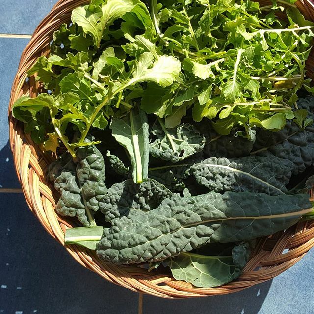 Maybe it's February, but we're still harvesting lots of delicious greens!
.
.
.
.
.
#wintergreens #harvest #bounty #vegetables #veggies #kitchengarden #growyourown #growfoodnotlawns #vegetablegarden #ecology #permaculture #organicgardening #goorganic #ba… ift.tt/3bNLzcn