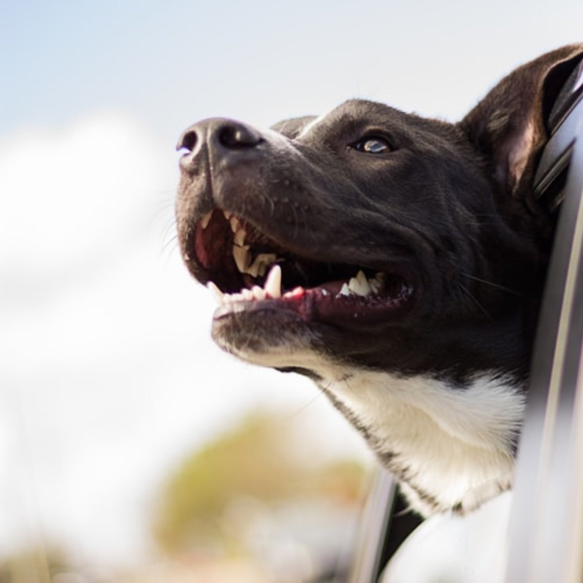 LucentAuto's tweet image. Dog hair can be particularly difficult to get out of your car's carpet, but for us it's a walk in the park!