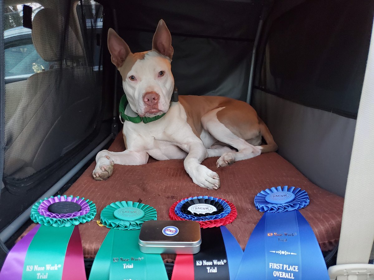 Soli is a Pit Bull we rescued from a shelter about five years ago. She just took a HIGH IN TRIAL award at a California Nosework NW3 trial. She's looking at YOU, <a href="/MayorHancock/">Michael B. Hancock</a> - stop killing dogs because they look a certain way.
