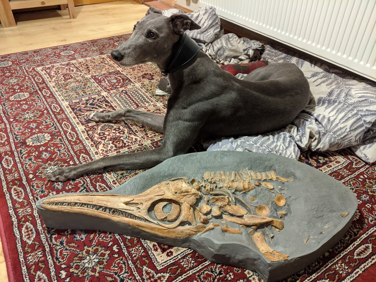 greyhound biscuits