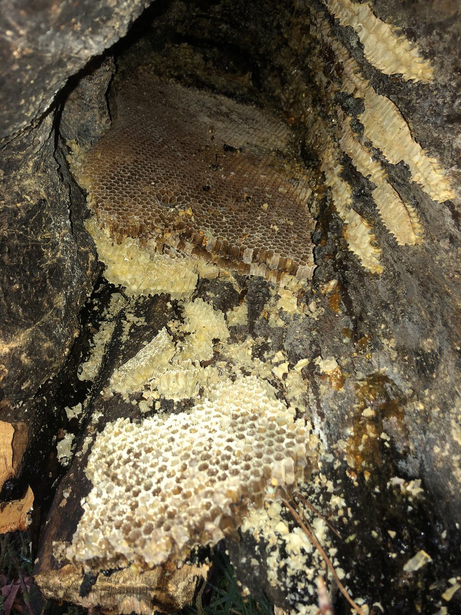 Dit is waarom het zo zonde is als een oude boom omwaait; de holtes zijn belangrijk voor oa bijen, spechten, uilen, vleermuizen, marters, etc. De honing druipt uit deze boom!