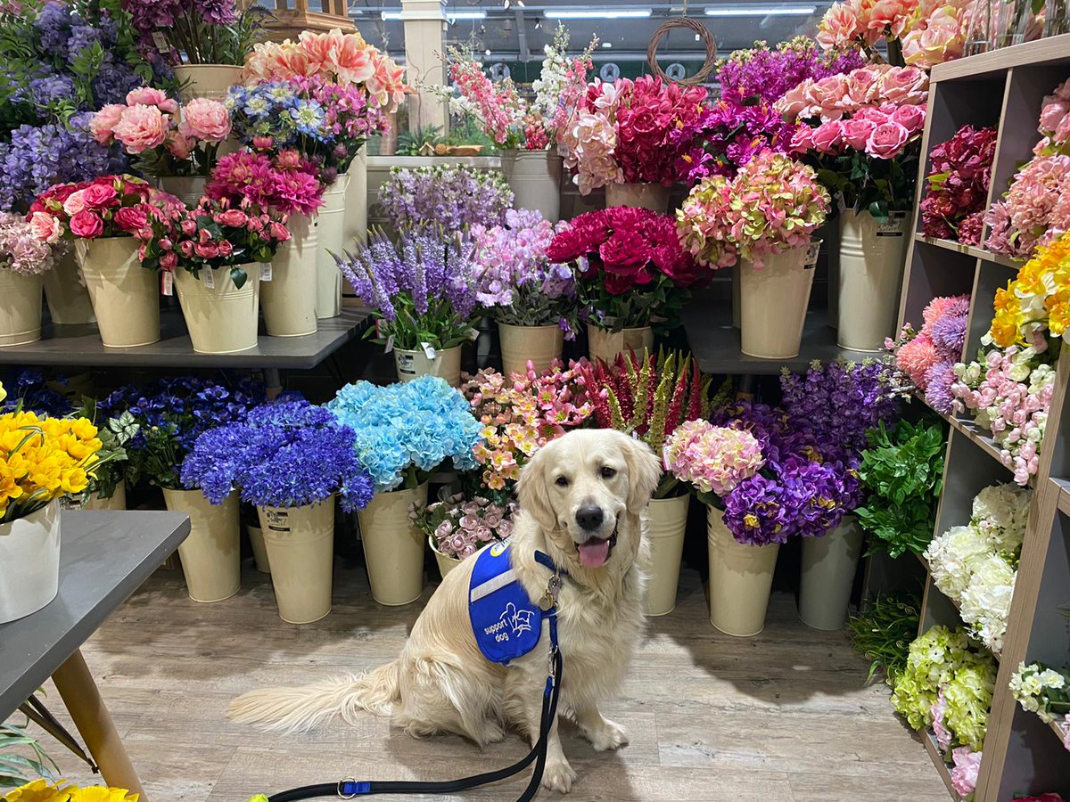 supportdogsuk's tweet photo. And here is the lovely Finn posing in a #Sheffield flower shop. He's going to make a fantastic #disability assistance dog. #sheffieldissuper https://t.co/sWVRmAjD4L