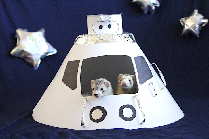 CalFerrets's tweet photo. Space Ferrets. 
___⁠
UCFA advocates for the decriminalization of domestic ferrets in California. ⁠
—— ⁠
#CaliforniaFerrets #ferretfreedom #ferrets 
⁠
⁠ https://t.co/mcnkdI8dLz