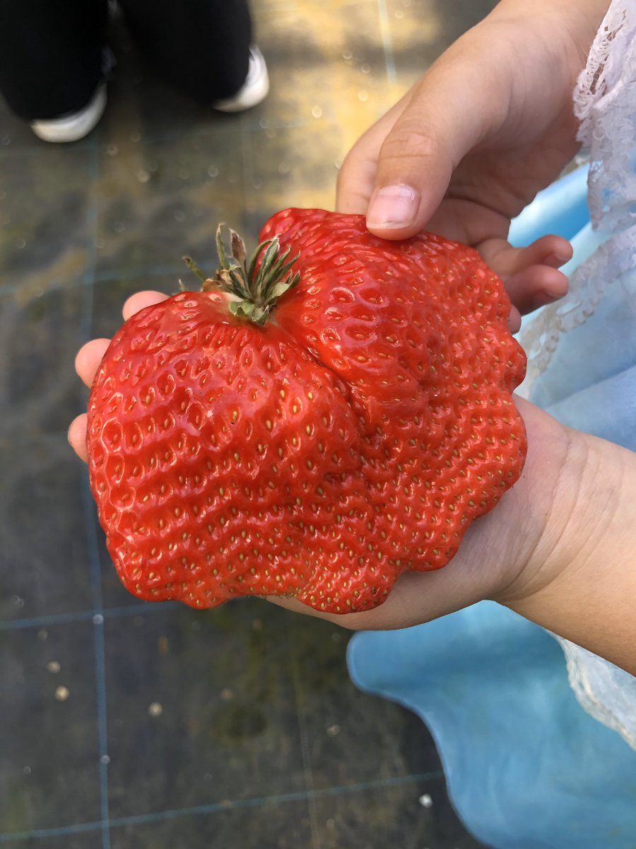 おっきくてごつごつの苺は 鶏冠果 といって甘くておいしい率が高いらしい Togetter おっきくてごつごつの苺は 鶏冠果 といって甘くておいしい率が高いらしい Togetter