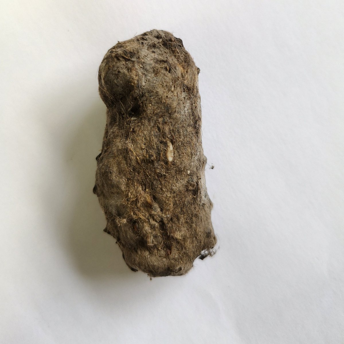 LynnBaileyPrint's tweet image. and this is what I&apos;m examining today.....
Hope to use pieces in my current Barn Owl work for the Bath Art Fair and RAMM exhibition competition. 
#owlpellets #Printmakersprocess
#bathartfair #RAMM @bathartfair  @RAMMuseum #rammlocalshow2020