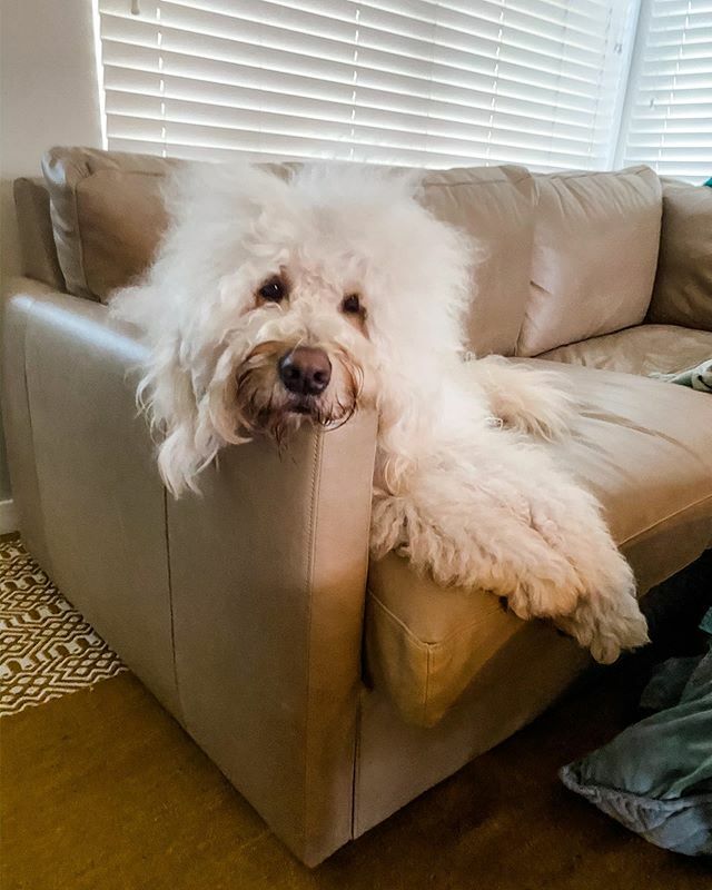KirkTheFloof's tweet photo. Floof: Why do you always have to go to the evil 👿 workplace? 
Mom: I ask myself that everyday https://t.co/B0CUmJ1pFh https://t.co/oGKVLE7X4t