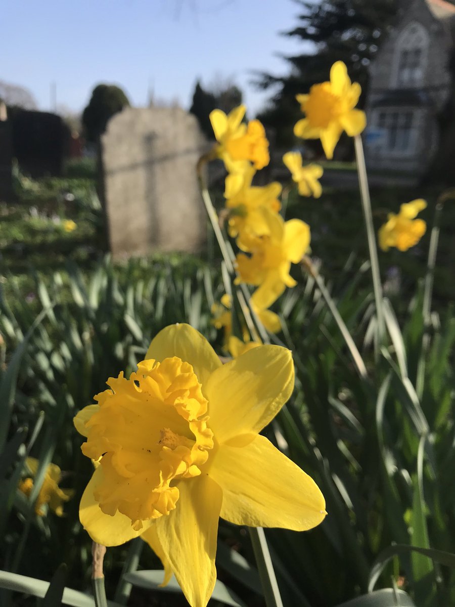 summerstown182's tweet image. The storm may be over but the #SpringUprising is only beginning! Brace yourself for the greatest wave of #daffodils in #BloomingTooting for almost 150 years as we prepare to celebrate Peter Barr #TheDaffodilKing summerstown182.wordpress.com/2019/09/27/the… #StormChiara