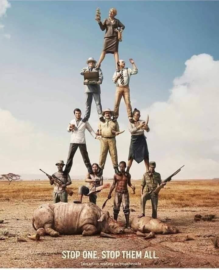 Stop poaching and trophy hunting . . Earth belongs to them too. #saveRhinos #antipoaching #TrophyHunting @WildlifeMag @Defenders