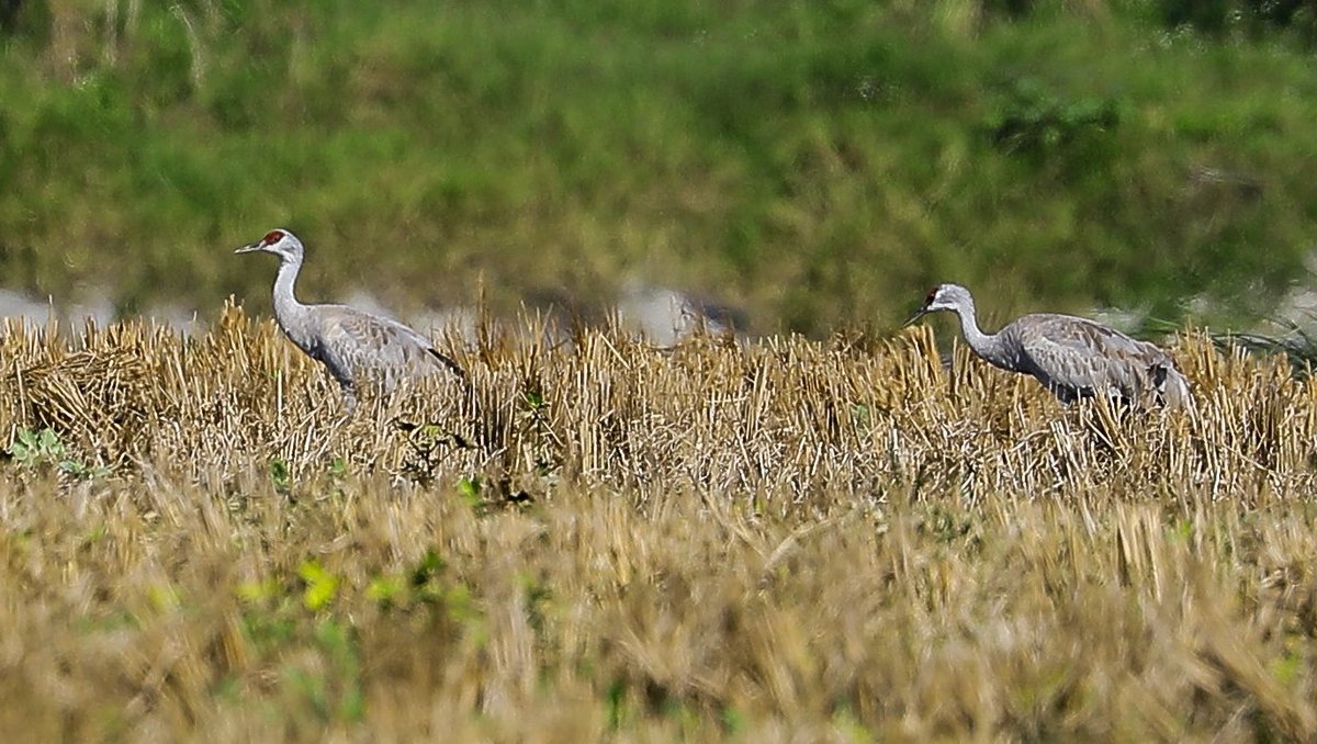 This is the big #twitch at the moment in Taiwan. A couple Sandhill Cranes are kicking around the Kenting area. 

I’ve still to find the right excuse. #rarebird #firstrecord 

Photo Tiffany Wu.