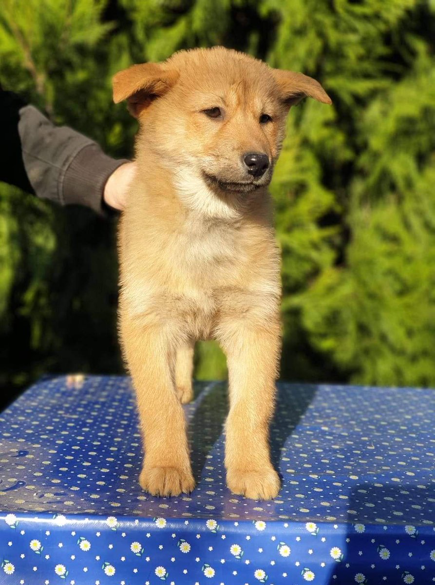 jelena_DogShows's tweet image. Korean Jindo Dog Available
#jelenadogshows #jindodog #koreanjindodog #puppies #puppylove #puppiesofinstagram