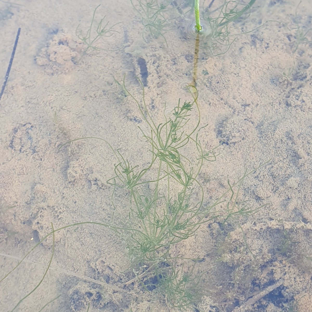 PascaleNicolet's tweet photo. Clean water pond in Oxon with breeding GCN and toad. 10 years old, never managed, and still lots of bare ground for plants like stoneworts. Disturbance by deer probably helping, but clean water and good design are key. @PondRiverStream @NewtPartnership #millionponds https://t.co/9x1rCtXglQ