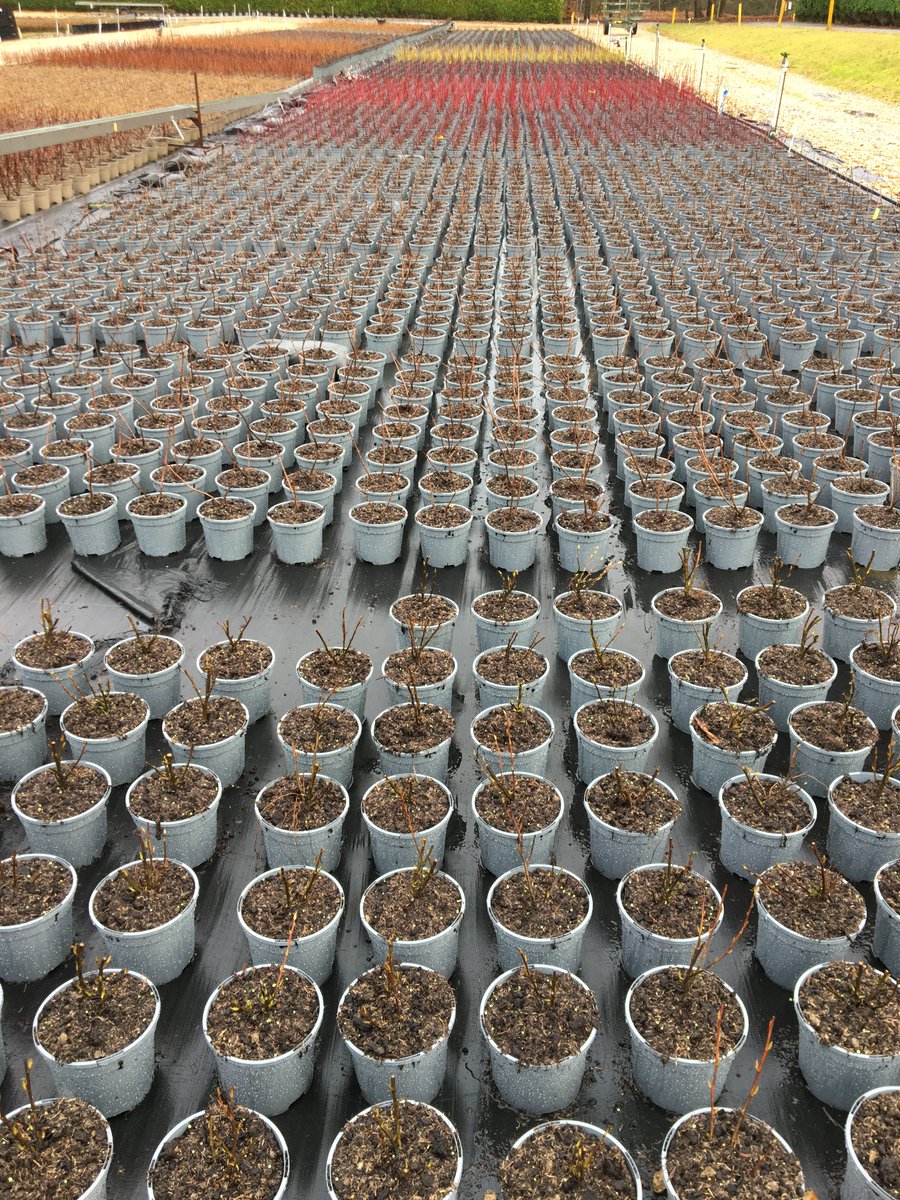 Also brightening up Monday - rows of striking red cornus planted into our 'Hillier grey' recyclable pots on our nurseries in Hampshire. 

#MondayMotivation