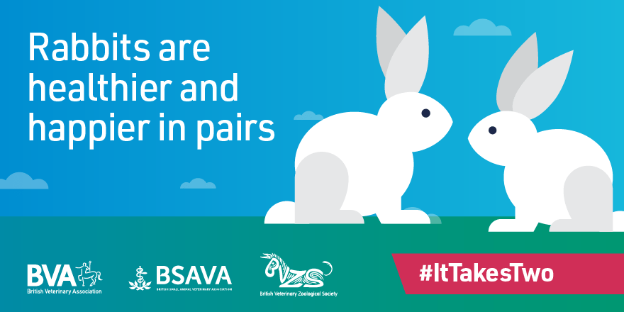 BritishVets's tweet photo. The UKβs pet bunnies are lonely hearts looking for companionship- 4 in 10 rabbits that vets see spend their lives alone. We're calling for greater awareness of the health and welfare benefits of housing rabbits in compatible pairs or groups #ItTakesTwo https://t.co/rht5HnRfai https://t.co/KIETiL6Rng