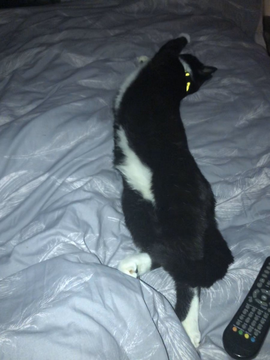 jaimee_blakeley's tweet photo. @thismorning #longpet my cats love to stretch as for as they can and then this is how they will sleep 😂 https://t.co/nTQZ4fQvOM