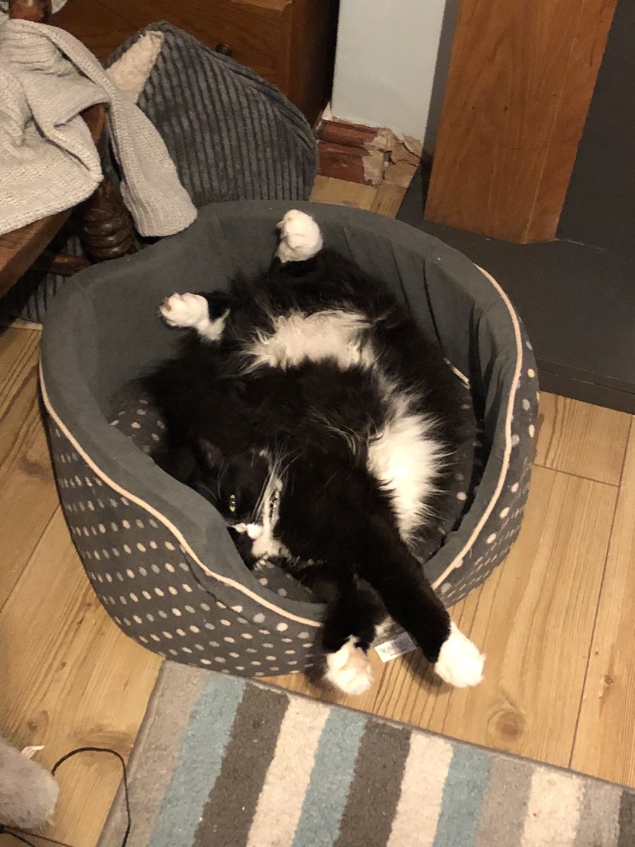 jaimee_blakeley's tweet photo. @thismorning #longpet my cats love to stretch as for as they can and then this is how they will sleep 😂 https://t.co/nTQZ4fQvOM