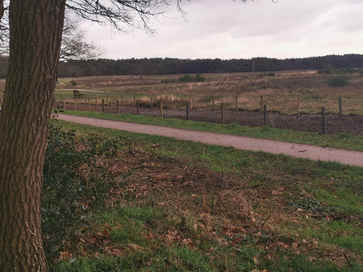 Op natuurlijke wijze de #eikenprocessierups bestrijden? Het kan. Plant (nu) bollen en bloemzaden nabij eikenbomen. Deze stroken trekken insecten aan #natuurlijkevijanden #kringloopdenken #biodiversiteit
