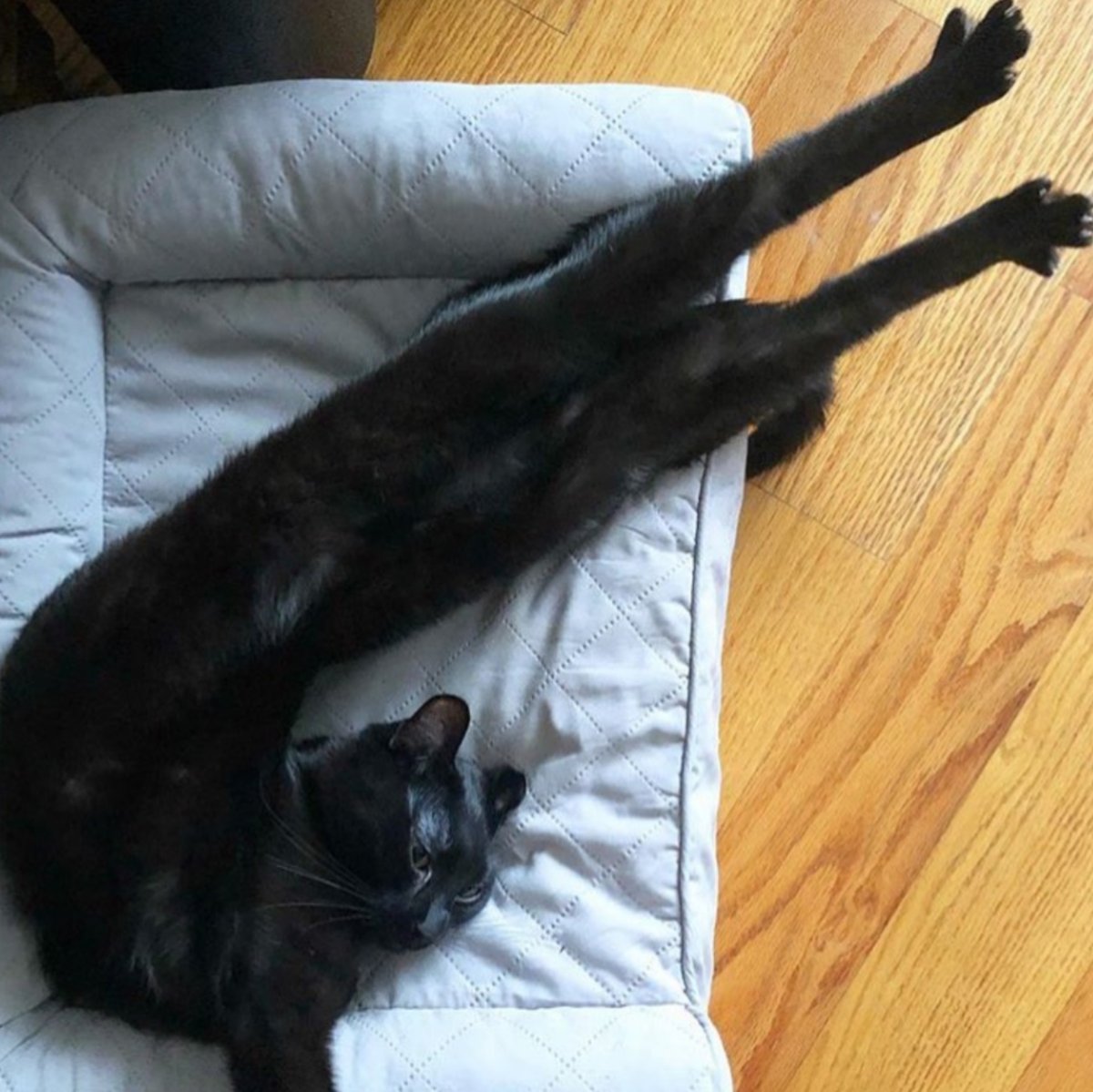 This Morning tweet media