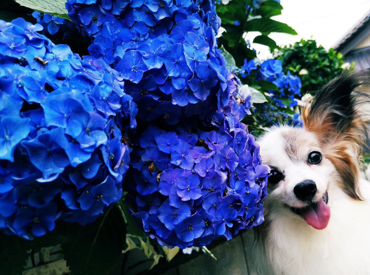 37izu__'s tweet photo. ちゃお🐶18歳2ヶ月を精一杯生きてくれました。

明日15時、虹の橋へ旅立ちます🌈はなむけの言葉を皆様ありがとうございます。

たくさんの愛と幸せをちゃおから貰いました。ちゃおがいてくれたから、今までもこれからもわたしは世界一幸せです。大好きだよ。またね。

#秘密結社老犬倶楽部天国支部 https://t.co/m6CW3upkAN