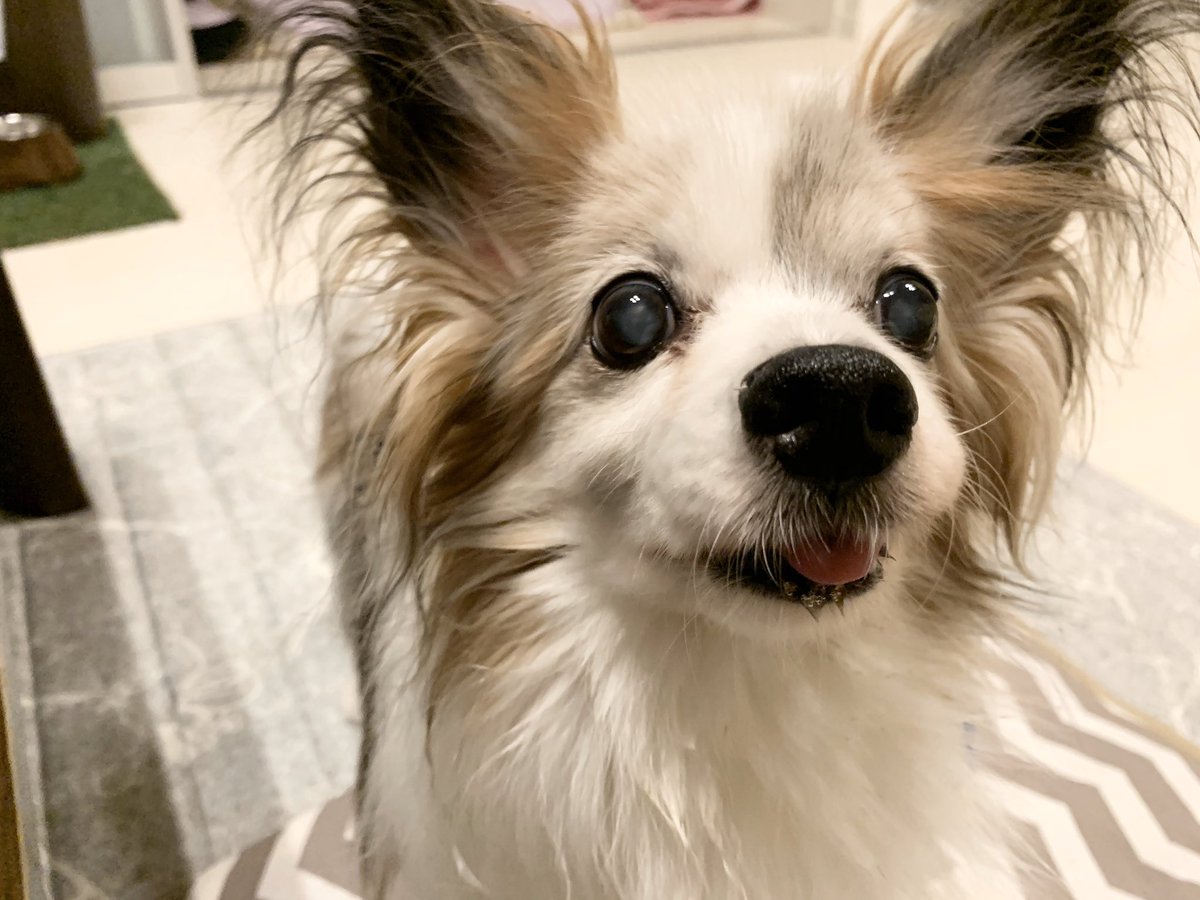 37izu__'s tweet photo. ちゃお🐶18歳2ヶ月を精一杯生きてくれました。

明日15時、虹の橋へ旅立ちます🌈はなむけの言葉を皆様ありがとうございます。

たくさんの愛と幸せをちゃおから貰いました。ちゃおがいてくれたから、今までもこれからもわたしは世界一幸せです。大好きだよ。またね。

#秘密結社老犬倶楽部天国支部 https://t.co/m6CW3upkAN