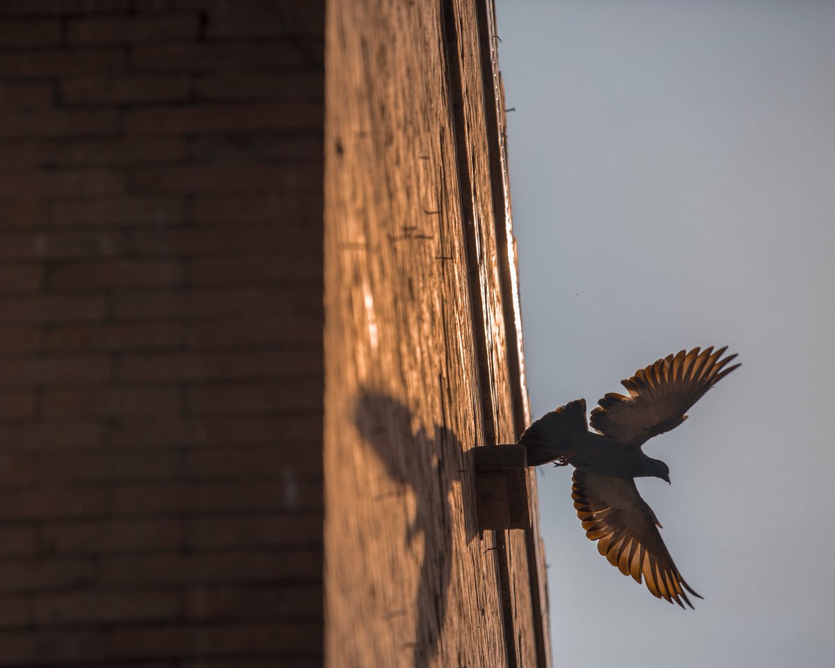 The Flight

#agameoftones #ig_masterpiece #ig_exquisite #ig_shotz #global_hotshotz #superhubs #main_vision #master_shots #exclusive_shots #hubs_united #jaw_dropping_shotz #worldshotz #theworldshotz #pixel_ig #photographyislifee #photographyislife #photographysouls