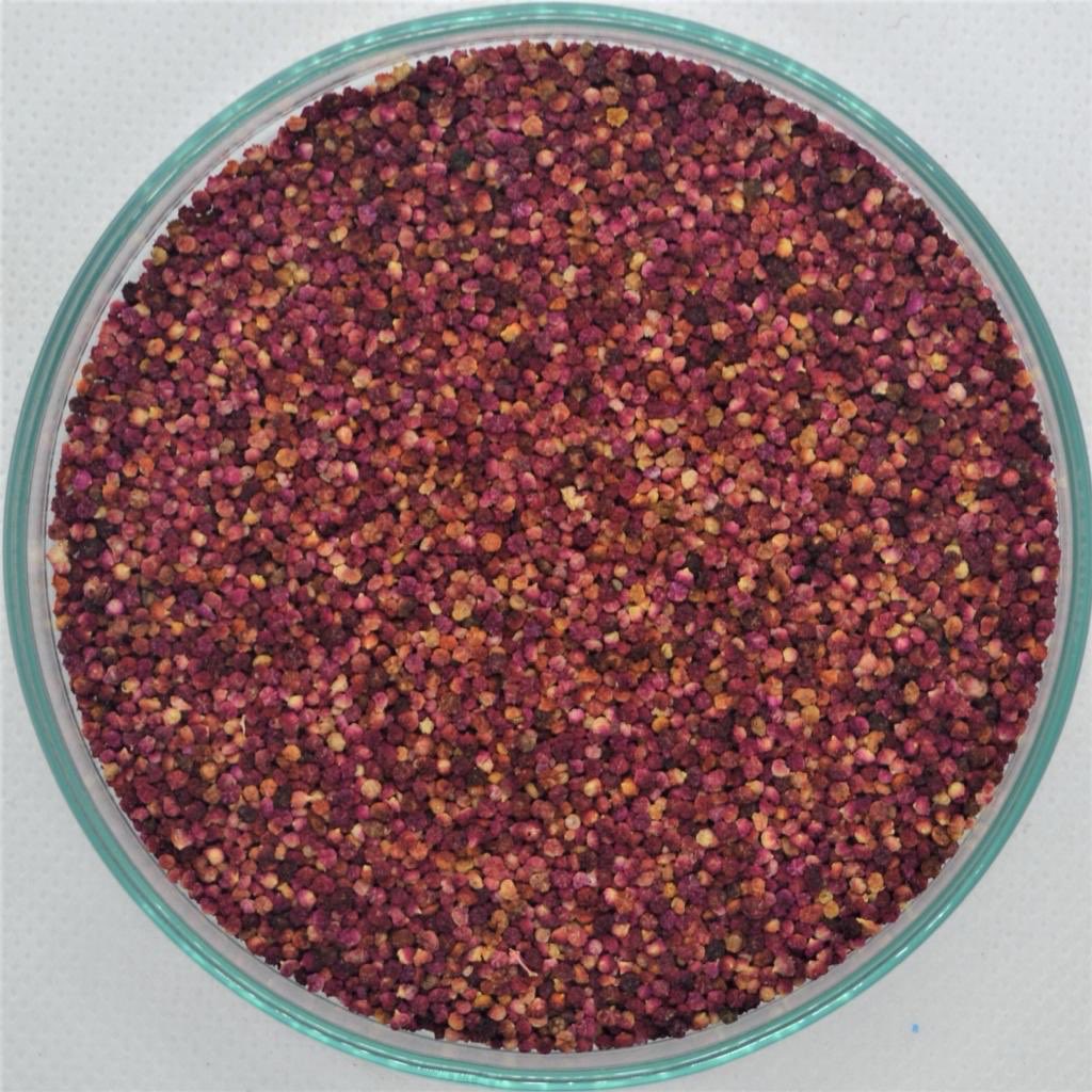 Quinoa new variety #RosepetalQuino from Grow Nutricrops.
