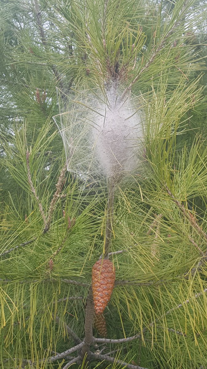 <a href="/LymaRedsocial/">Lyma Getafe</a> <a href="/aytogetafe/">Ayuntamiento Getafe</a> <a href="/sara_heba/">Sara Hernández</a> las orugas ya están en el barrio de los Molinos. Hay alguna previsión para luchar contra dicha plaga ?? Esta foto está tomada en el parque que está pegado a la calle Insula Barataria y extendiéndose a todo el barrio.