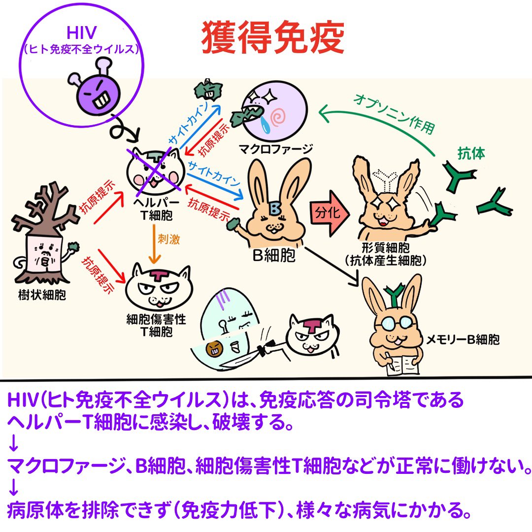 ゴロ 解剖生理イラスト V Twitter イラスト図解で分かる Hiv ヒト免疫不全ウイルス は ヘルパーt細胞を破壊する 結果 マクロファージやb細胞 細胞傷害性t細胞が正常に働けない 病原体 細菌 ウイルス 真菌 寄生虫など を排除できず 様々な