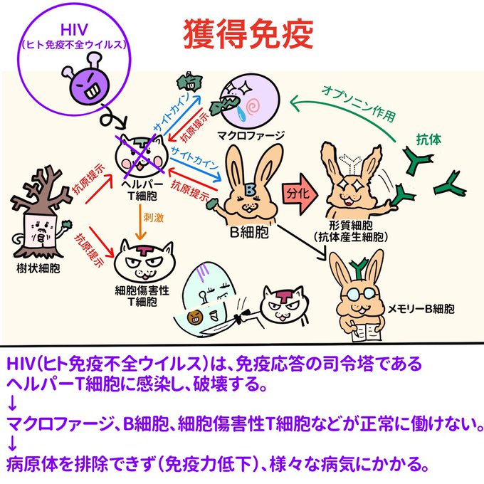 マクロファージのtwitterイラスト検索結果 古い順