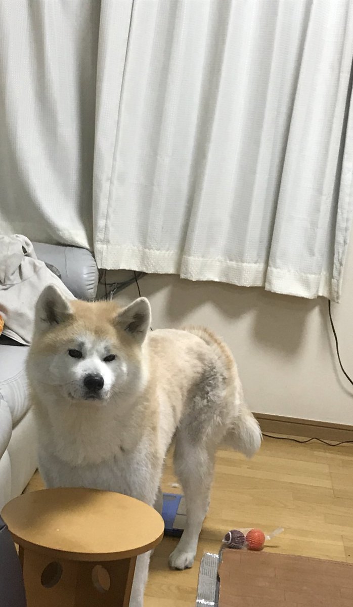 秋田犬 藤 Twitter वर 藤くん 2 14の坂上どうぶつ王国の かわいい おもしろ動画 コーナーに初めての海の動画が紹介されるみたいです