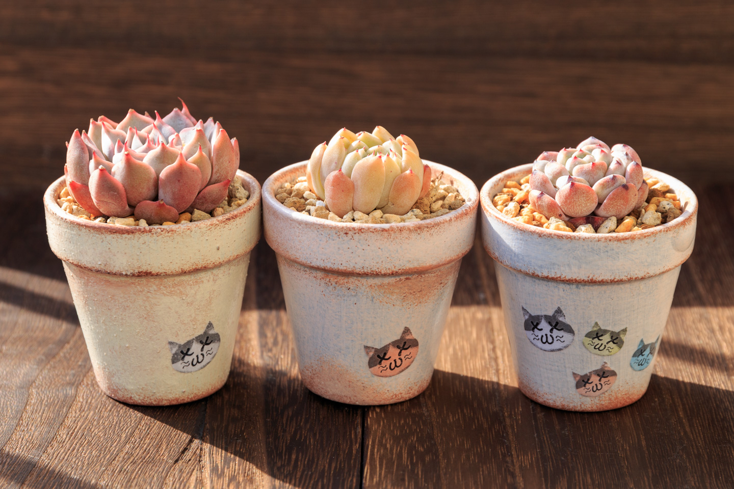 Nukowtama リメ鉢に植え多肉 ピンクザラゴーサ アルビカンス サラヒメ ビアント 鉢はダイソーの2号素焼き鉢に塗装したものなんだけど 前日にあげたお水で水ぶくれが 3枚目s ダイソー鉢はこうなることがあるって聞いたことあるけど 内側の口周りの Nukowtama リメ鉢に植え多肉 ピンクザラゴーサ アルビカンス サラヒメ ビアント 鉢はダイソーの2号素焼き鉢に塗装したものなんだけど 前日にあげたお水で水ぶくれが 3枚目s ダイソー鉢はこうなることがあるって聞いたことあるけど 内側の口周りの
