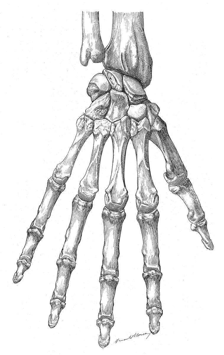 「モローによる骨格図(1933)。モローは美術解剖学書以外にも多数の解剖図を描いた」|伊豆の美術解剖学者のイラスト