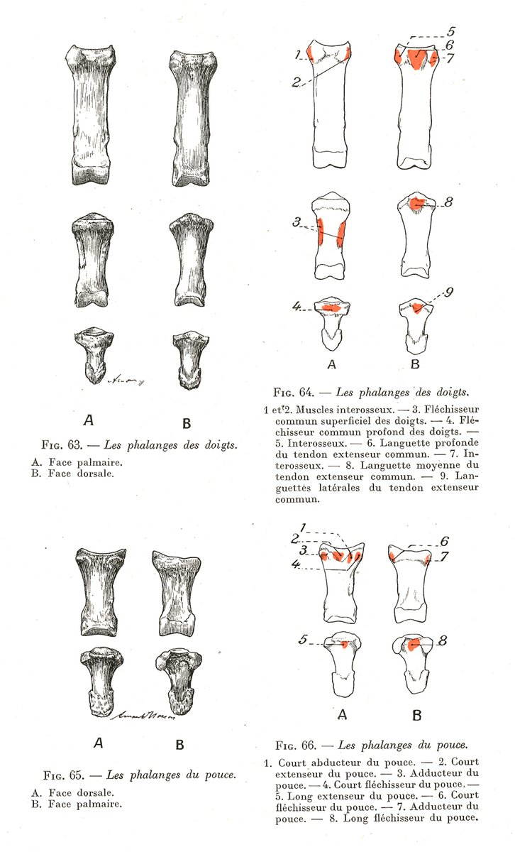 筋の付着部の図が美術解剖学書に掲載されるようになったのは1953年のタンクの教科書から。それ以前からあった解剖図の表現でも、導入されるまでには時間がかかるようだ。添付はモローによる指骨と第1〜3中手骨の図。 