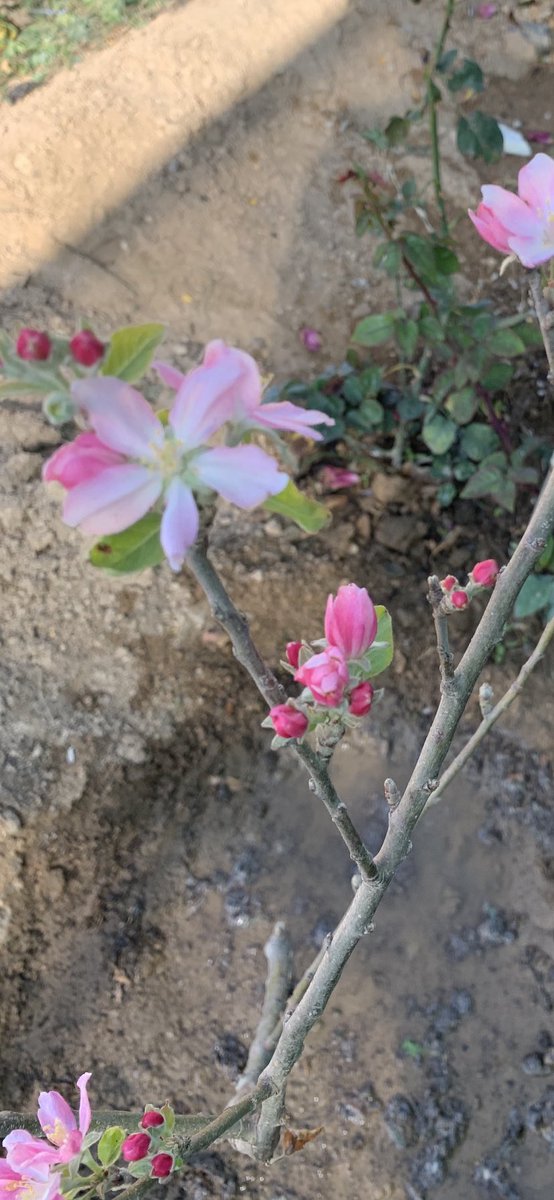 Agri_Arts's tweet photo. أزهار التفاح الامريكي الأحمر. https://t.co/VtYm9omMqN